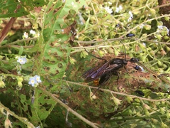 Elaphroptera