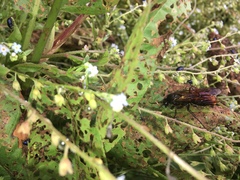 Elaphroptera