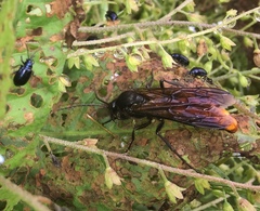 Elaphroptera
