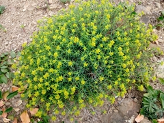 Euphorbia spinosa