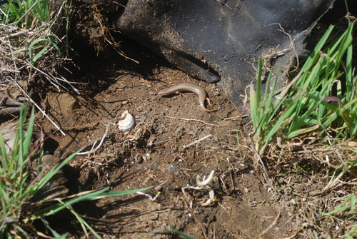Chalcides ocellatus