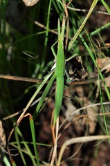 Acrida acuminata