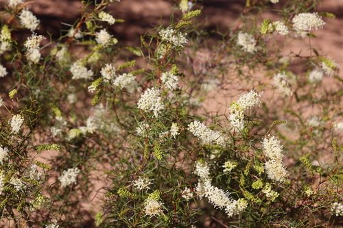 Grevillea minutiflora