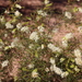 Grevillea minutiflora - Photo (c) andamooka, μερικά δικαιώματα διατηρούνται (CC BY-NC), uploaded by andamooka