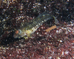 Parablennius postoculomaculatus