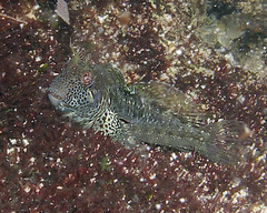 Parablennius postoculomaculatus