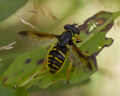 Sericomyia chrysotoxoides image