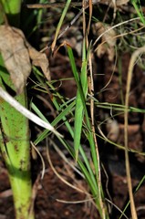 Acrida acuminata