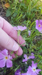 Phlox roemeriana