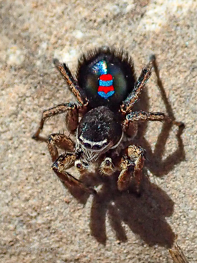 Phlegra blaugrana