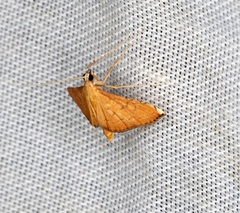 Mabra nigriscripta