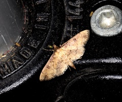Nacoleia charesalis