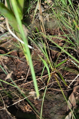 Acrida acuminata