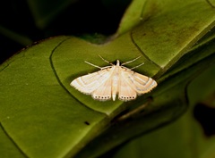 Cataclysta angulata