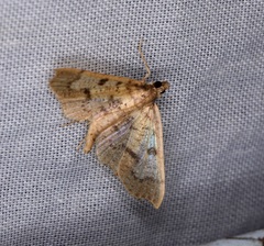 Ceratarcha umbrosa