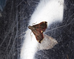 Endotricha minutiptera