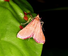 Endotricha olivacealis