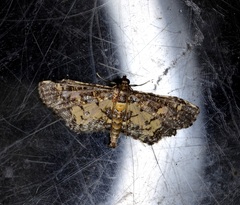 Eurrhyparodes bracteolalis