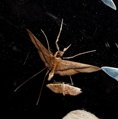 Filodes fulvidorsalis