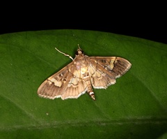 Uresiphita quinquigera