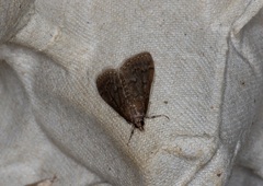 Herpetogramma fuscescens