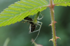 Peucetia formosensis