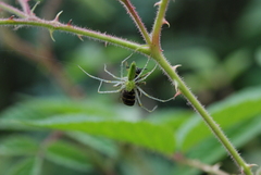 Peucetia formosensis