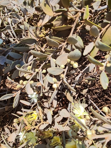 Image of Capparis lasiantha by (c) Belinda Forbes, some rights reserved (CC BY)