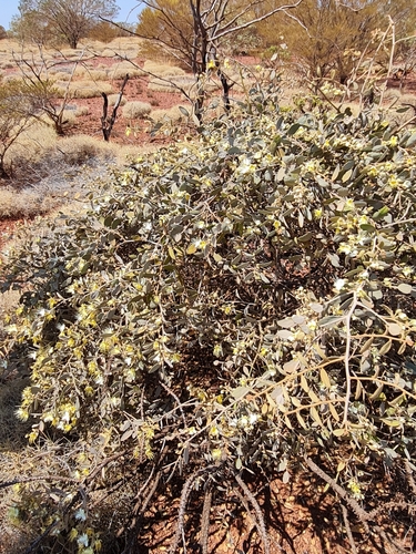 Image of Capparis lasiantha by (c) Belinda Forbes, some rights reserved (CC BY)