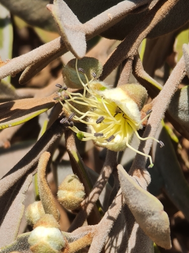 Image of Nipan (Capparis lasiantha) by (c) Belinda Forbes, some rights reserved (CC BY)