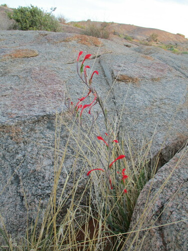 Image of Pouch Pypie by no rights reserved