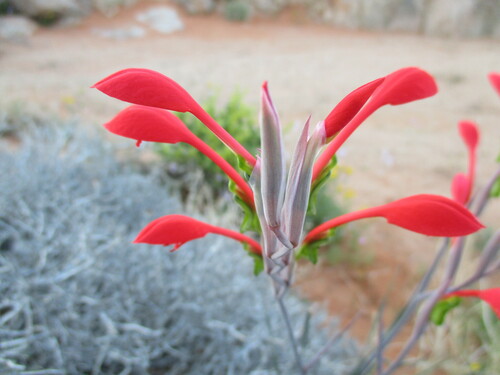 Image of Gladiolus saccatus by no rights reserved