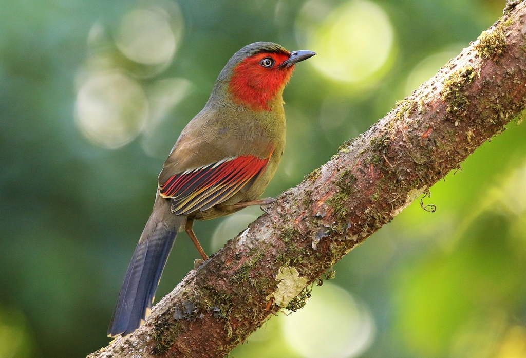 Scarlet-faced Liocichla (Liocichla ripponi) photo