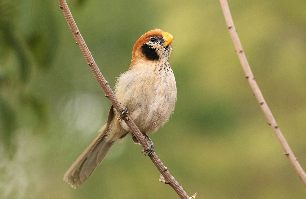 Spot-Breasted Parrotbill