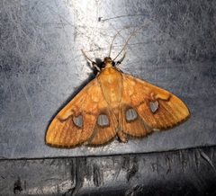 Nosophora semitritalis