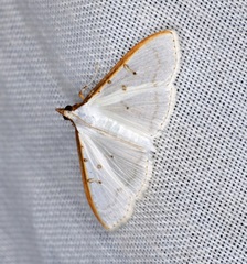 Palpita warrenalis