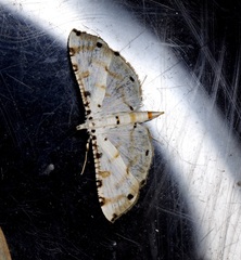 Pycnarmon cribrata