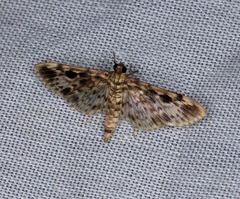 Rhimphaliodes macrostigma
