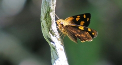 Metisella metis paris