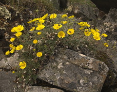 Potentilla subgorodkovii