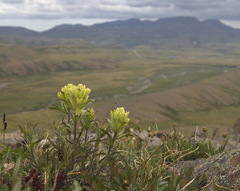 Castilleja hyperborea
