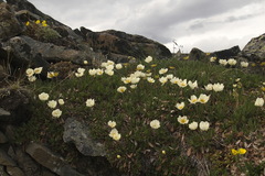 Dryas ajanensis
