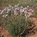 Jurinea stoechadifolia - Photo (c) Sergey Mayorov, algunos derechos reservados (CC BY-NC), subido por Sergey Mayorov