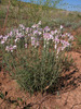Jurinea stoechadifolia - Photo (c) Sergey Mayorov, some rights reserved (CC BY-NC), uploaded by Sergey Mayorov