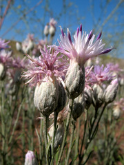 Jurinea stoechadifolia
