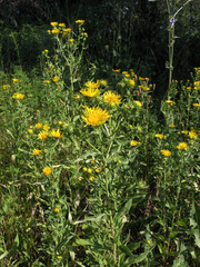 Pentanema britannica