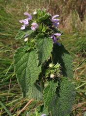Ballota nigra