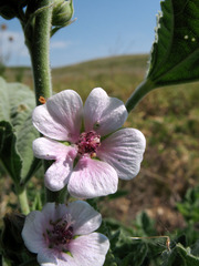 Althaea officinalis