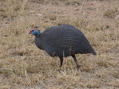 Numida meleagris mitratus