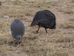 Numida meleagris mitratus